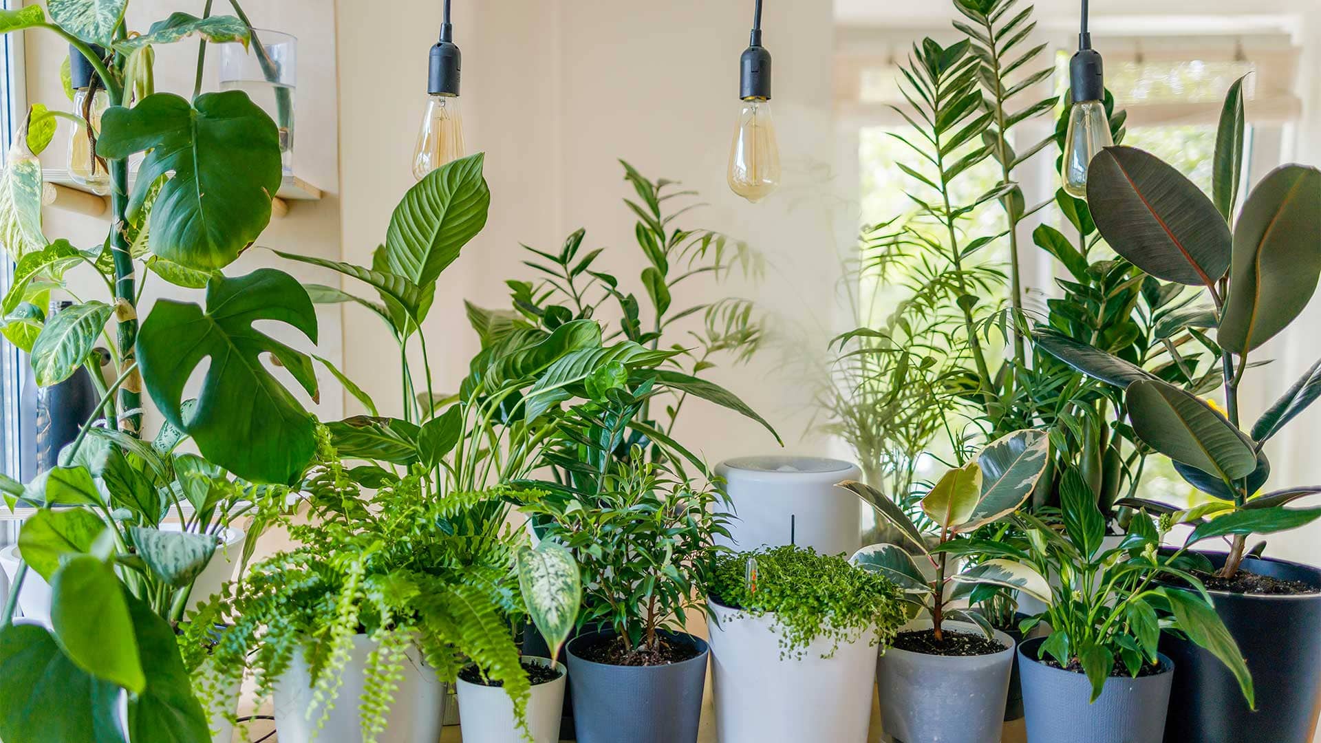 As melhores plantas de interior para a sua casa