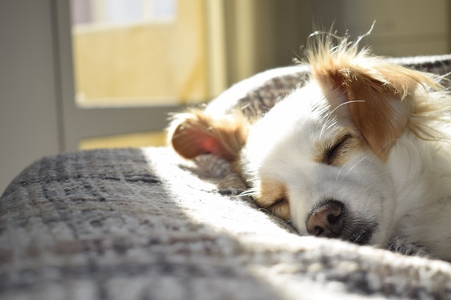 Como encontrar a casa ideal para o seu animal de estimação