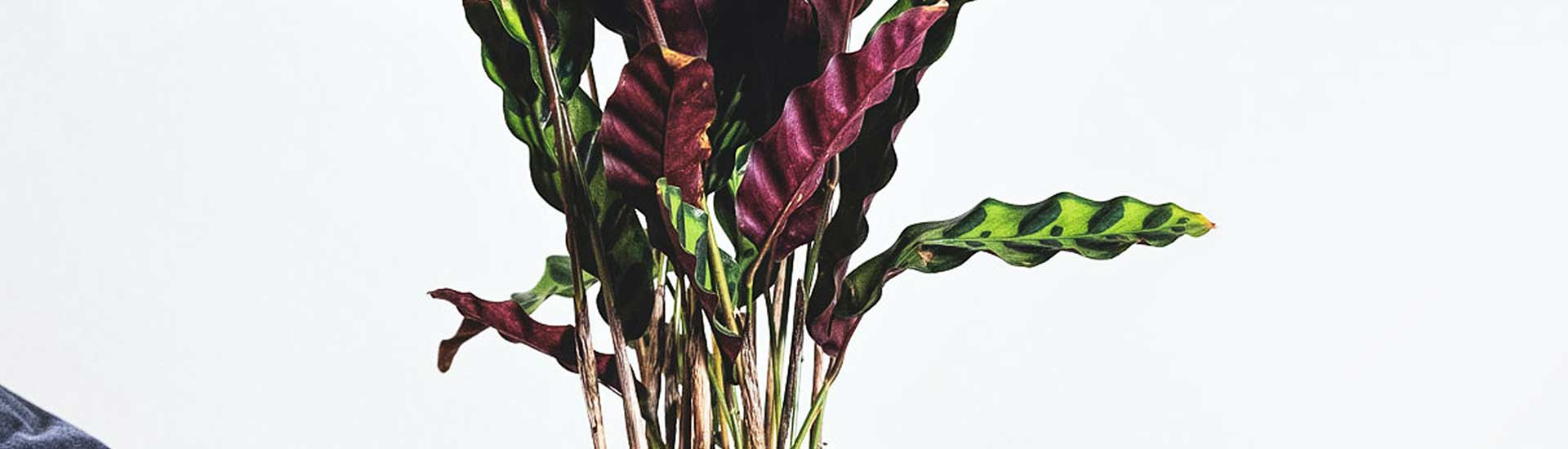 Calathea Orbifolia